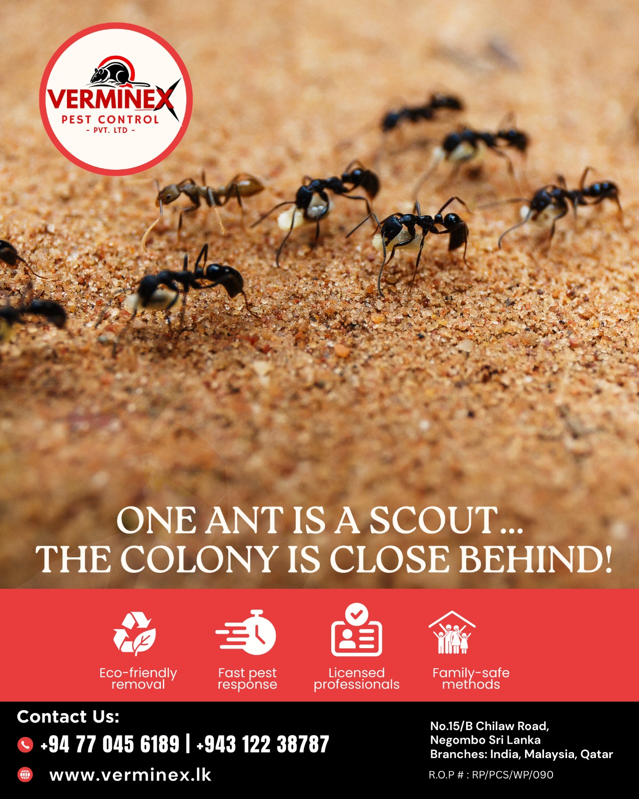 Ant Infestations in Sri Lanka: How to Prevent and Manage Them.